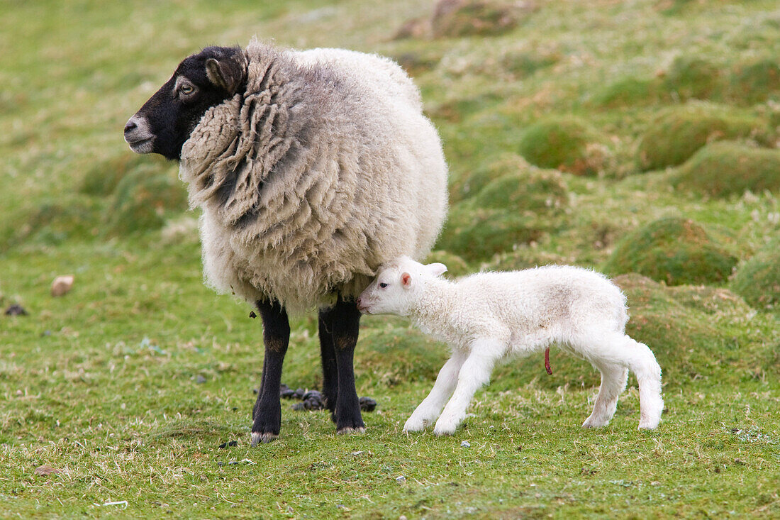 Mutterschaf mit frischgeborenem Lämmchen, Shetland Islands, Schottland, Großbritannien