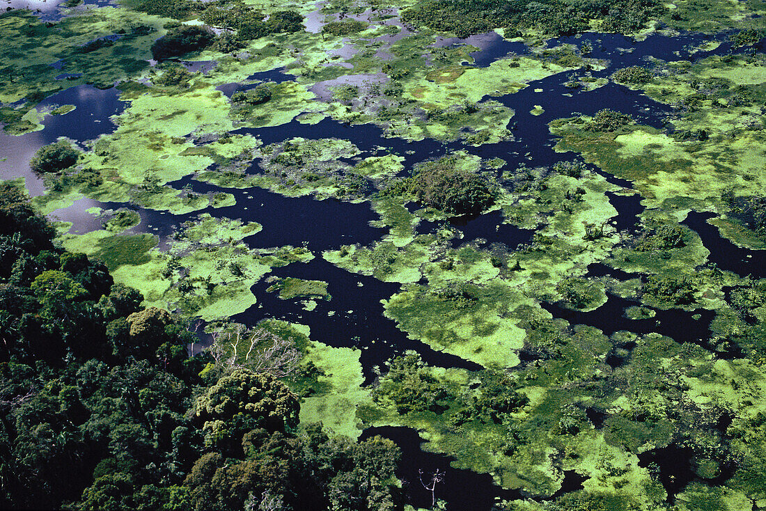 Rainforest and lagoons. Pacaya Samiria Reserve. Amazonia. Peru