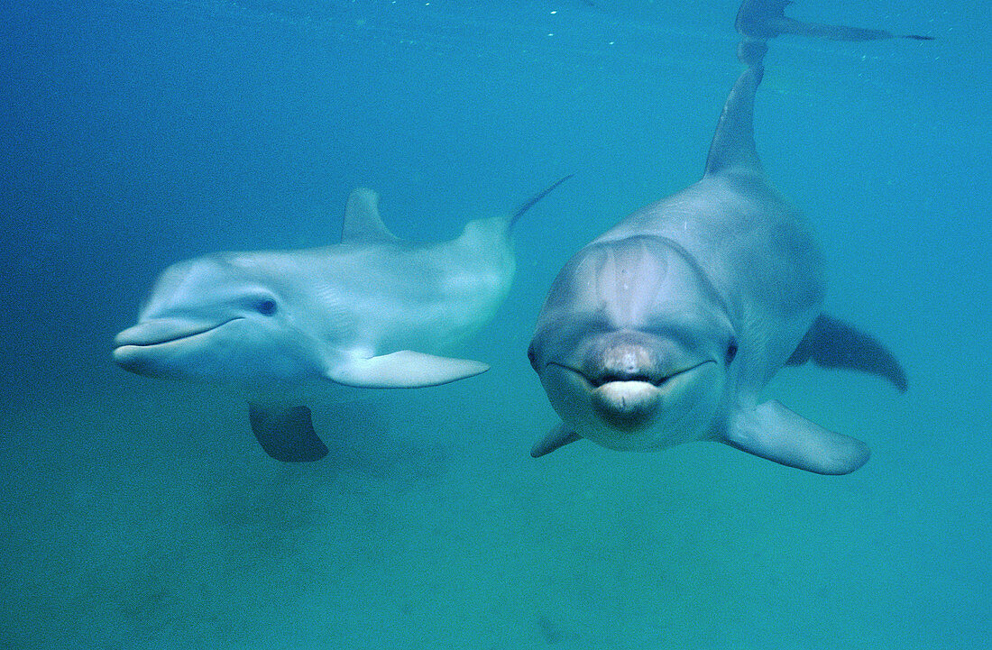 Bottlenosed dolphin (Tursiops truncatus). Bay Islands. Caribbean. Honduras