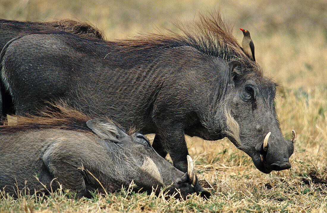 Warthogs (Phacochoerus aethiopicus) sleeping. Serengeti National Park. Tanzania