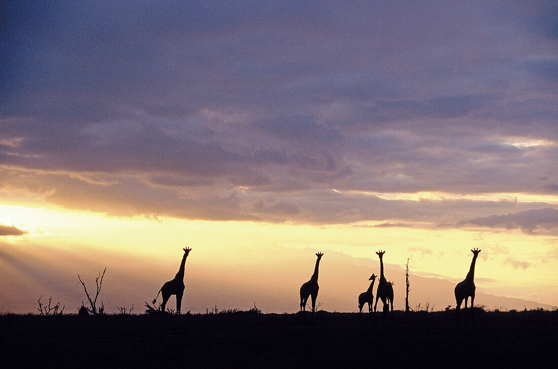 Giraffe (Giraffa camelopardalis). Serengeti National Park. Tanzania