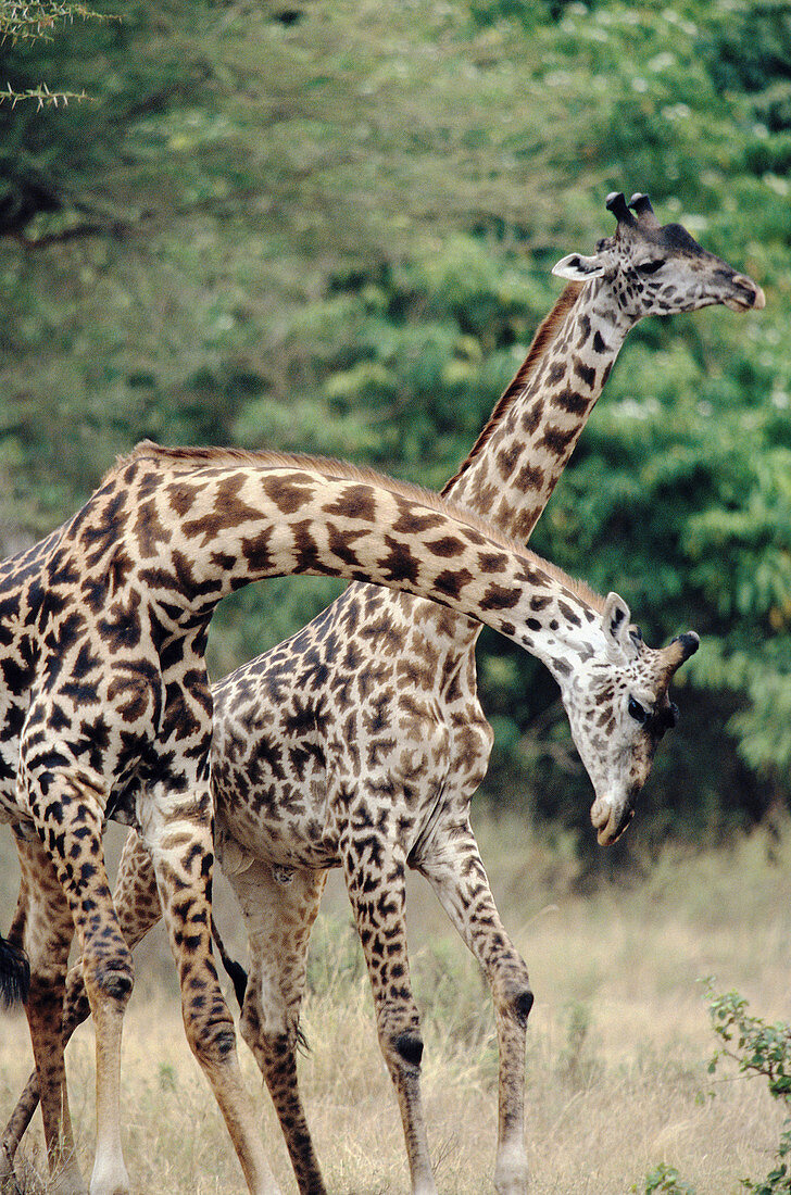 Giraffe (Giraffa camelopardalis). Serengeti National Park. Tanzania