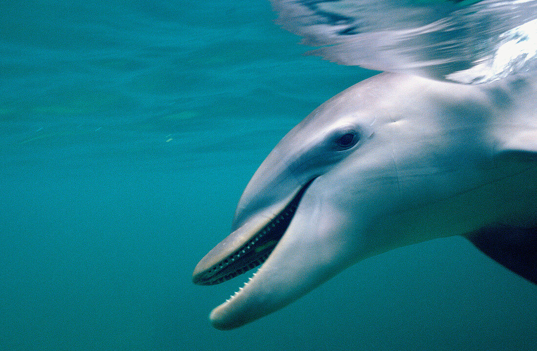Bottlenosed dolphin (Tursiops truncatus). Bay Islands. Caribbean. Honduras