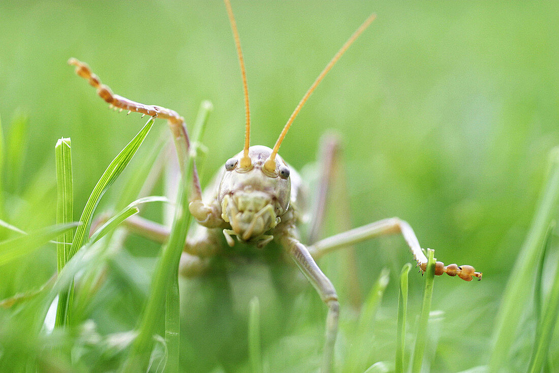 Grasshoper. Pyrenees. Spain