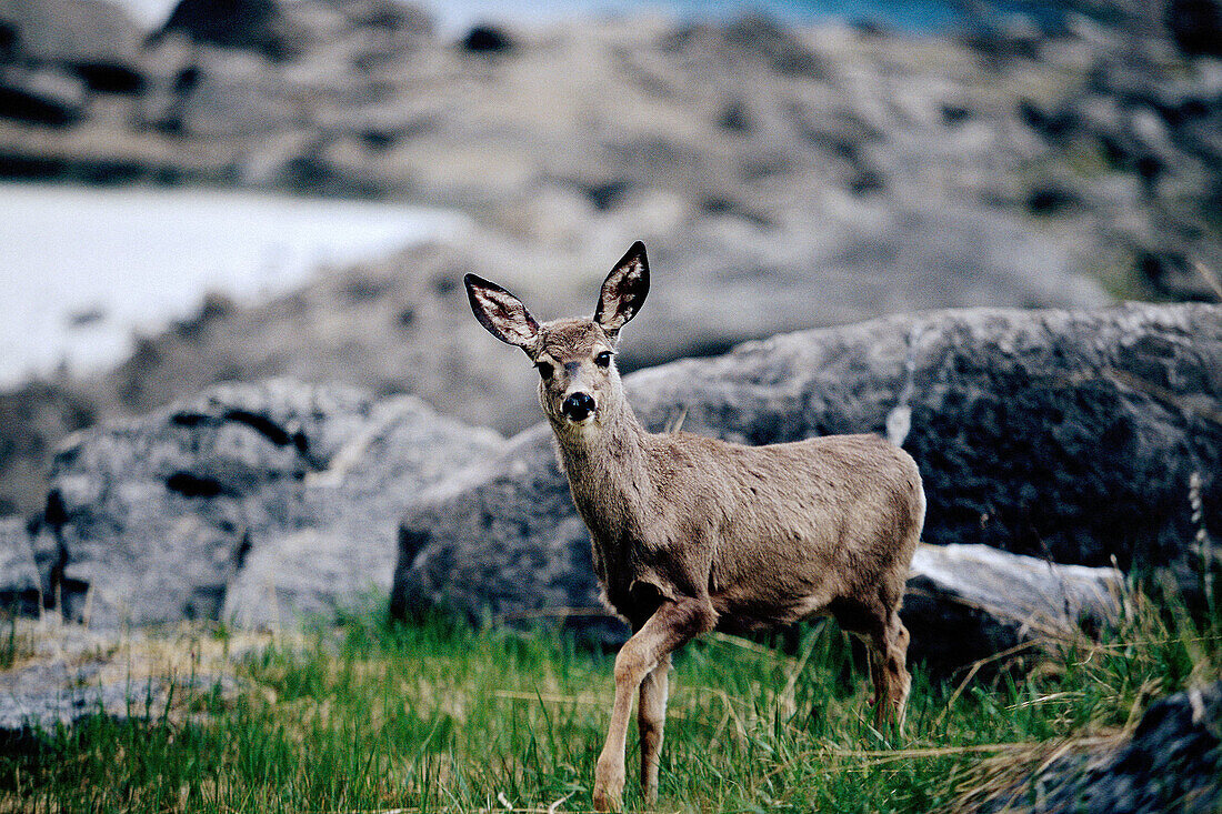 White tail deer. Rocky Mountains. Banff and Jasper National Park. Canada