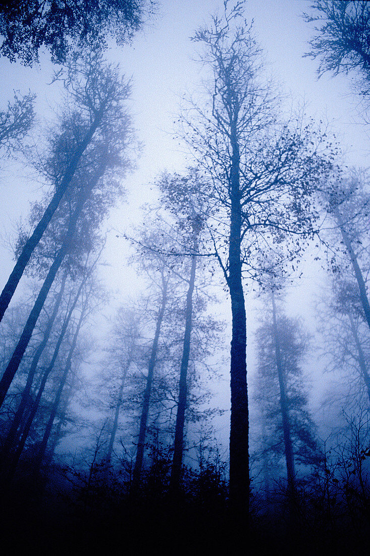 Beechwood (Fagus sylvatica forest). Irati Forest. Pyrenees. Navarra. Spain