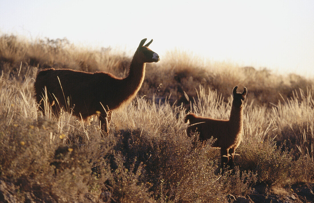 Llamas (Lama glama). Colca Valley. Peru
