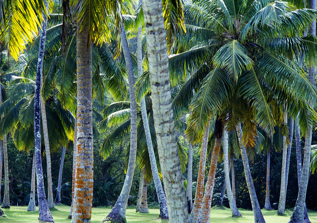 Coconut trees, Anse aux Pins, Mahé Island. Seychelles