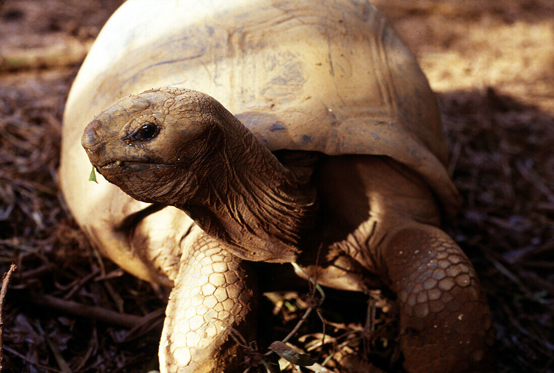 Giant turtle. La Digue island, Seychelles