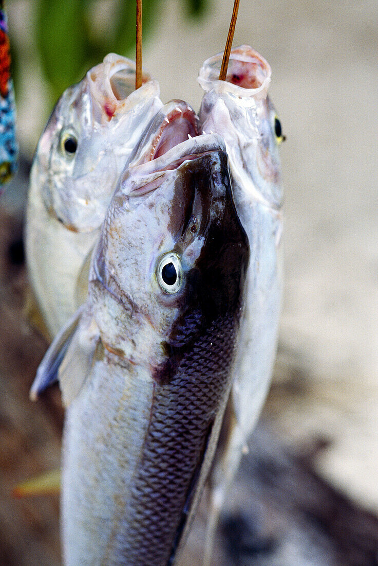 Fish. La Digue island, Seychelles