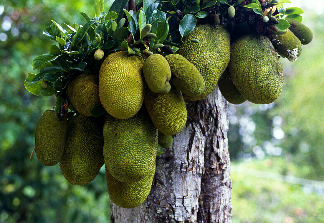 Jackfruit tree (Artocarpus heterophyllus) large evergreen tree with extremely large sweet edible fruit. Praslin Island, Seychelles