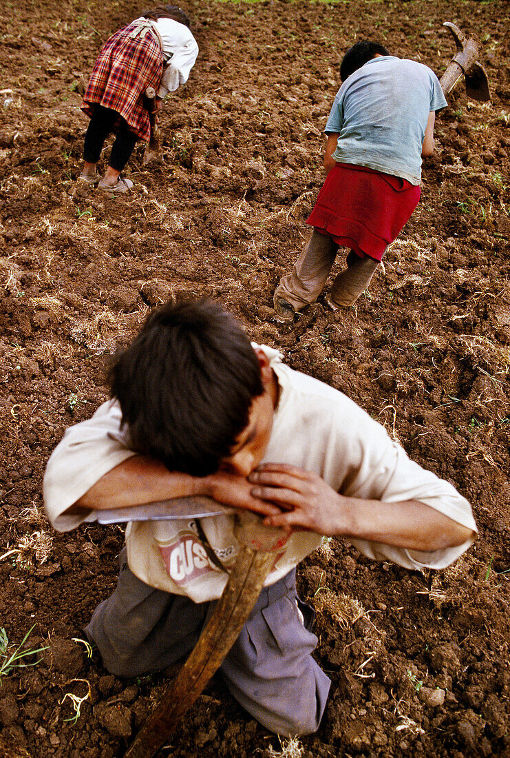 Children breaking the soil to plant potatoes. Abancay. Peru