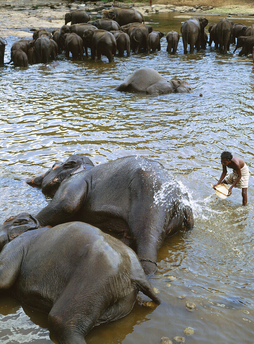 Elephants. Kegalla district, Sri Lanka