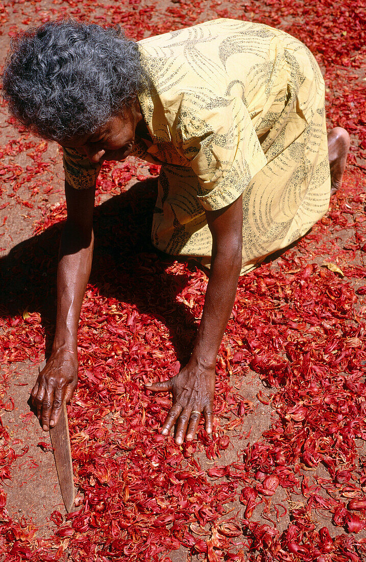 Drying mace. Grenada