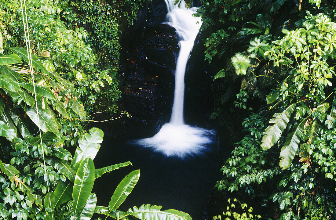 Waterfall in rainforest. Martinique, France