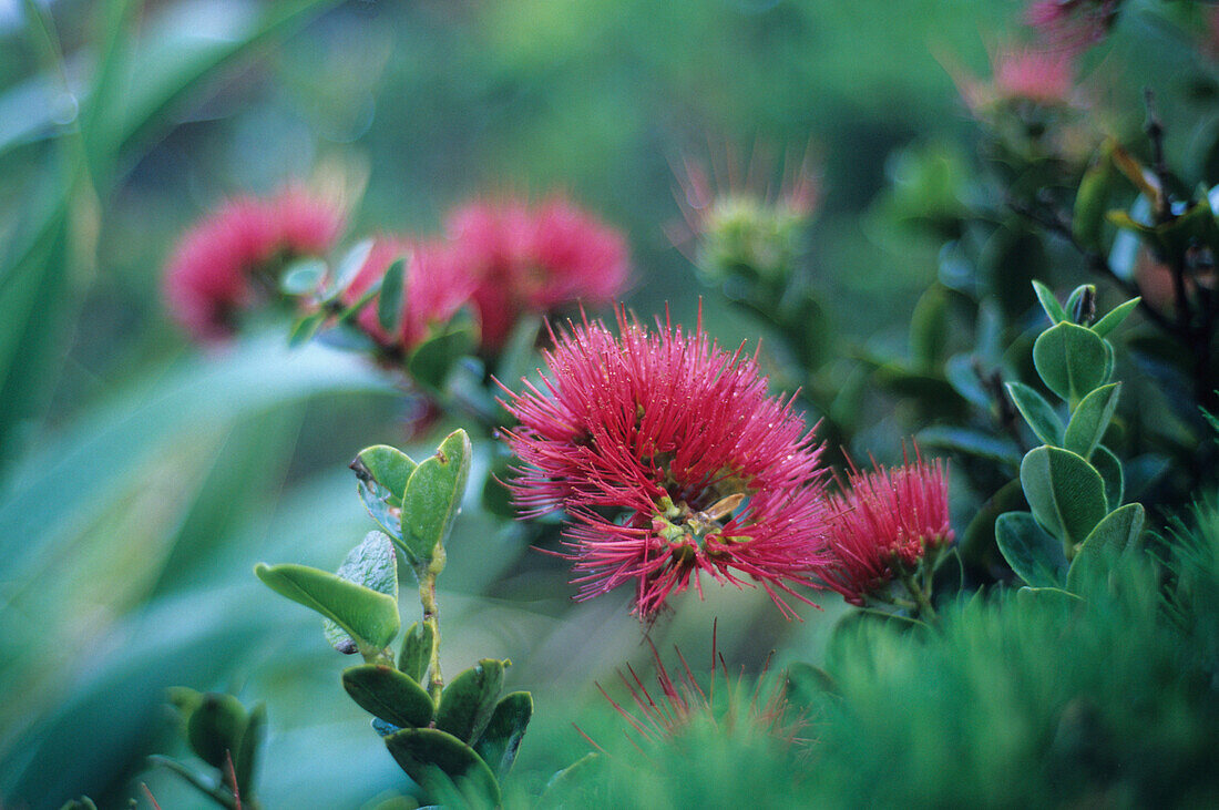 The endemic mountain rose, Metrosideros nervulosa, Lord Howe Island, Australia