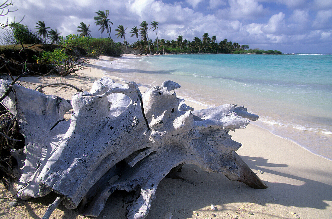 Treibholz am Strand der unbewohnten Horsburgh Island, Australien