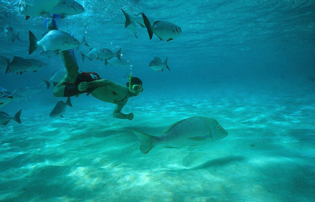 Ein Mann taucht mit Schnorchel, Neds Beach, Lord Howe Island, Australien