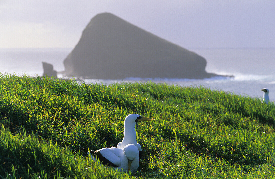 Breeding Masked Boobies at Mutton Bird Point, Lord Howe Island, Australia