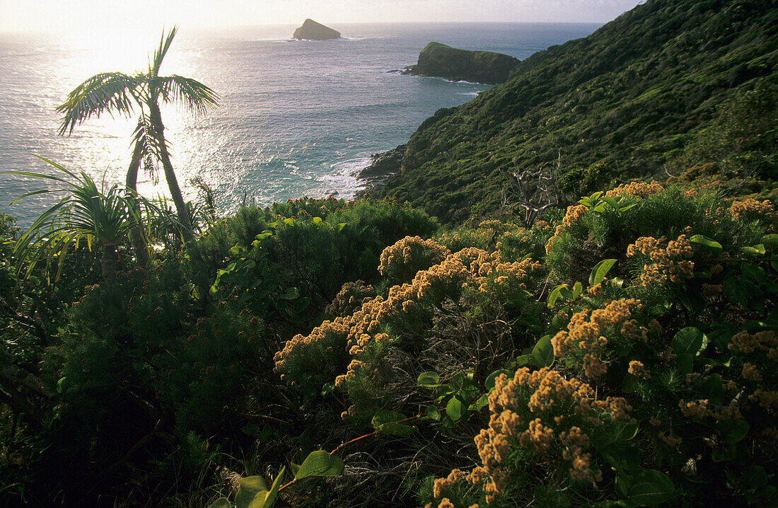 View to Mutton Bird Island and Mutton Bird Point, Lord Howe Island, Australia