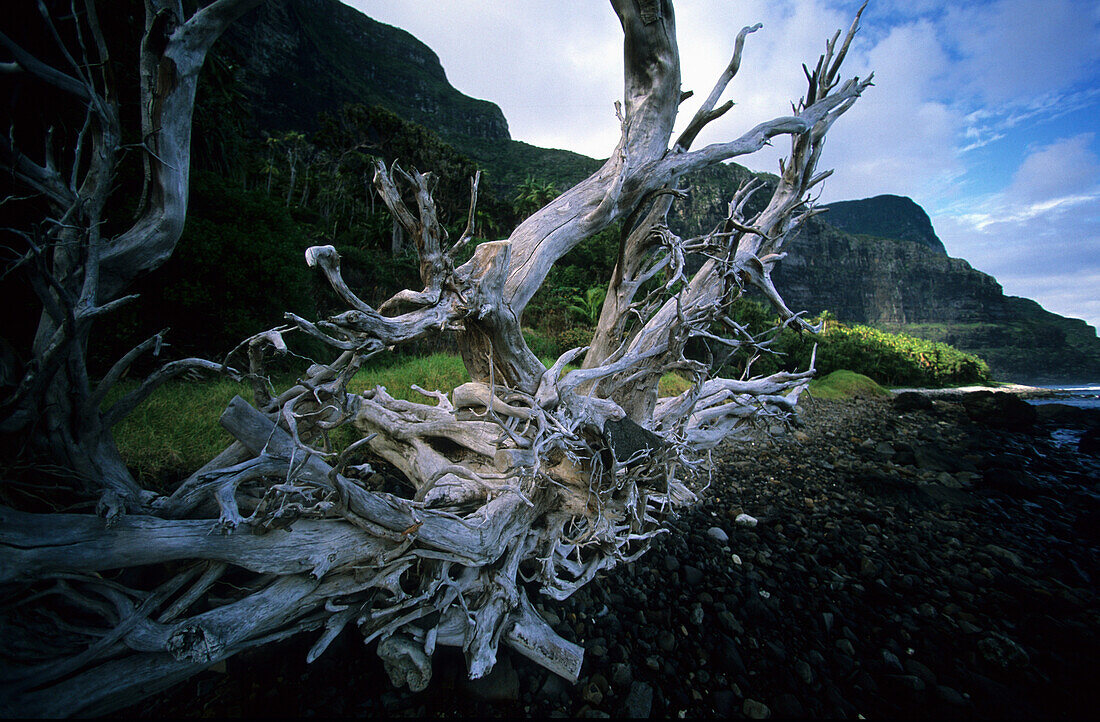 Treibholz an der Küste, The Far Flats, Lord Howe Island, Australien