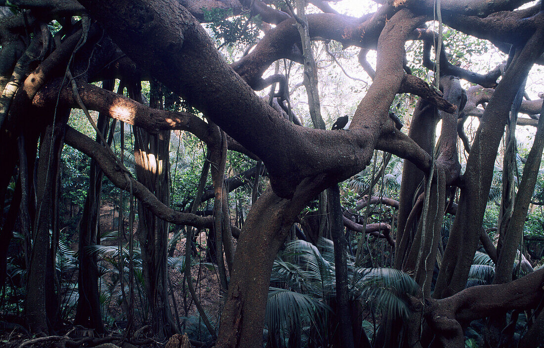 Lord Howe Island, Gigantischer Banyan-Baum im Valley of the Shadows, Australien