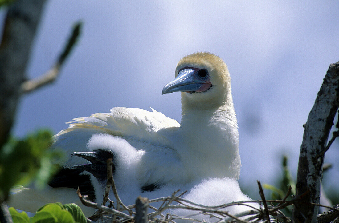 Inselnationalpark North Keeling Island, junger Rotfusstölpel im Nest mit erwachesenem Vogel, Australien