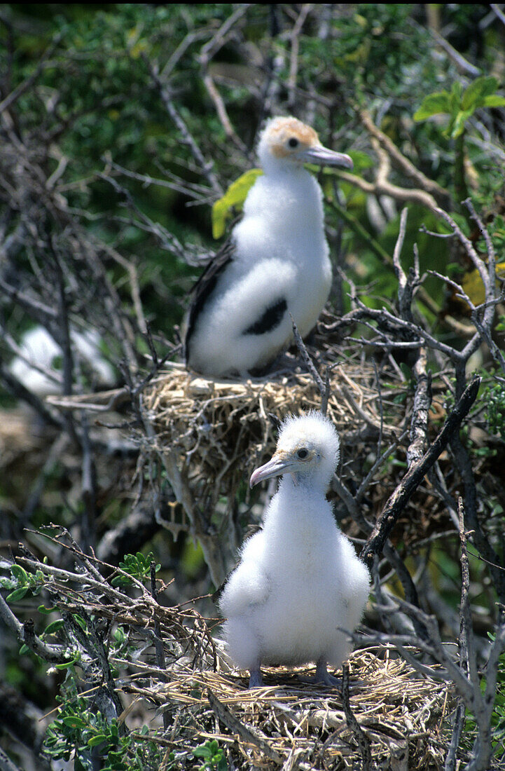 Inselnationalpark North Keeling Island, junger Rotfusstölpel, Australien
