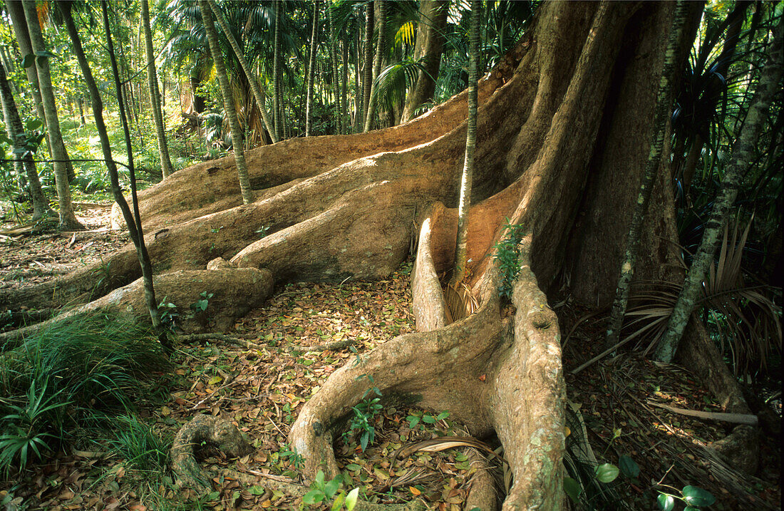 Rainforest at the base of Mt. Lidgbird, Australian