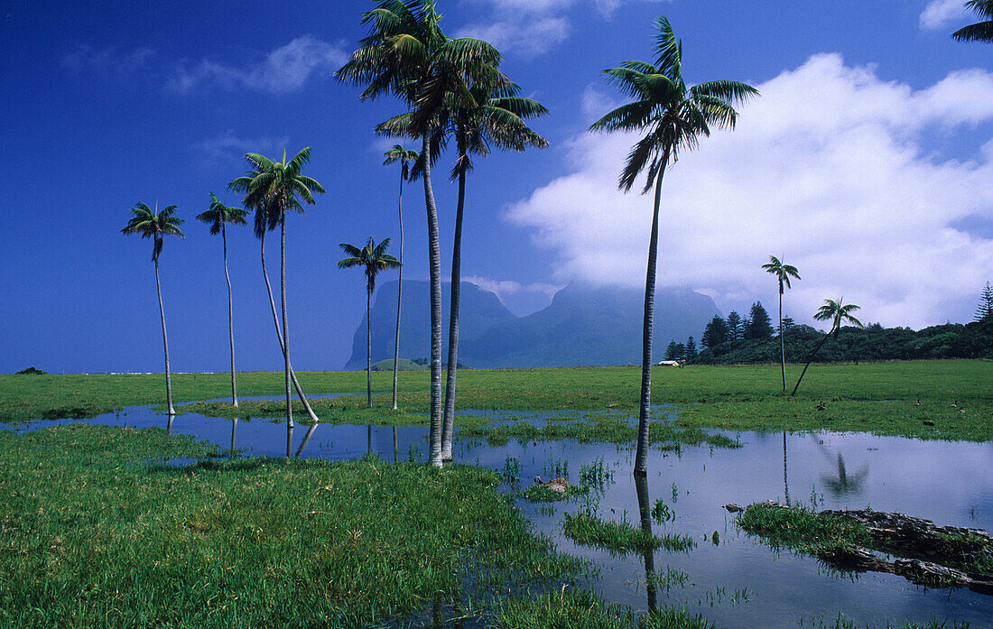 Flooded paddocks and palms near Old Settlement Beach, Australian