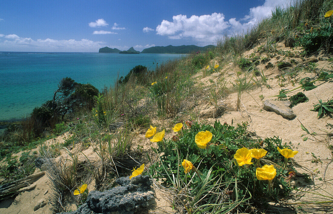 Dünenlandschaft nahe Johnsons Beach, Australien