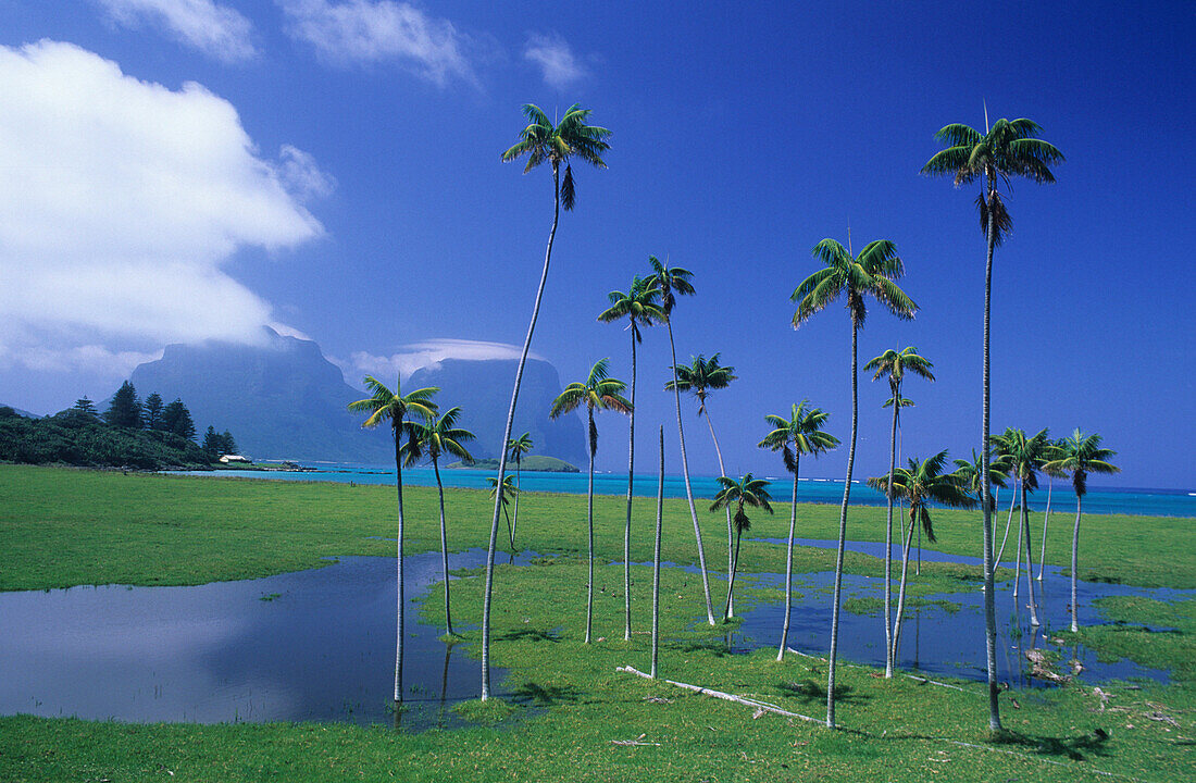 Flooded paddocks and palms near Old Settlement Beach