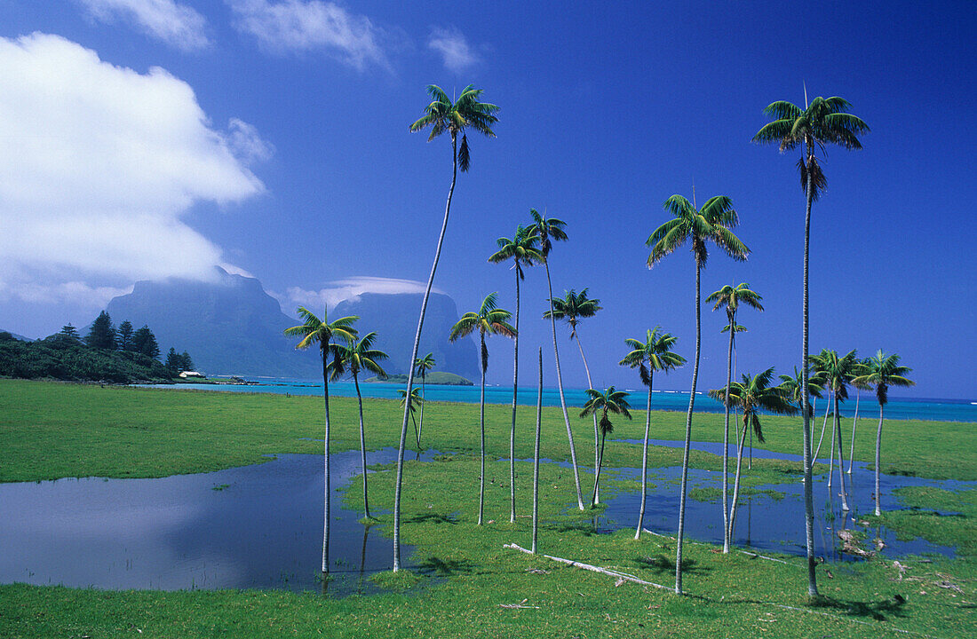 Lord Howe Island, Überschwemmte Wiesen und Palmen nahe Old Settlement Beach