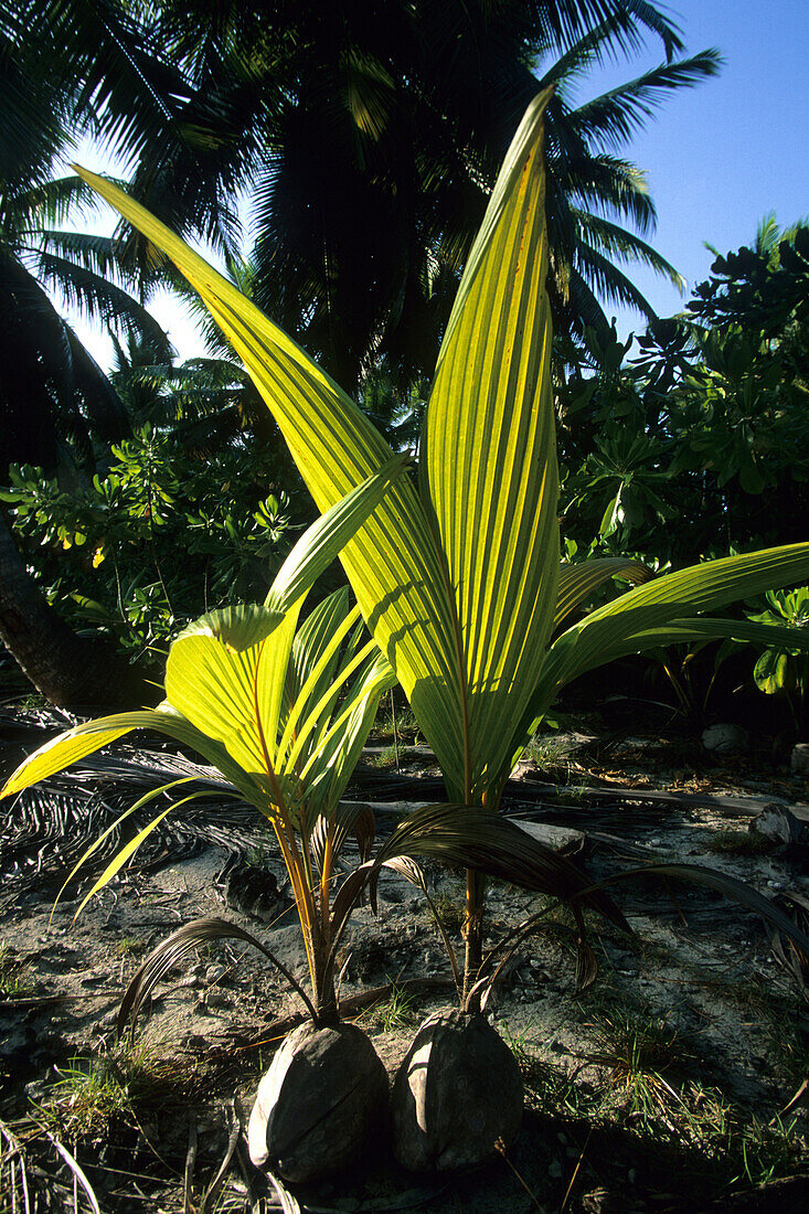 Coconut palm saplings on West Island, Australia