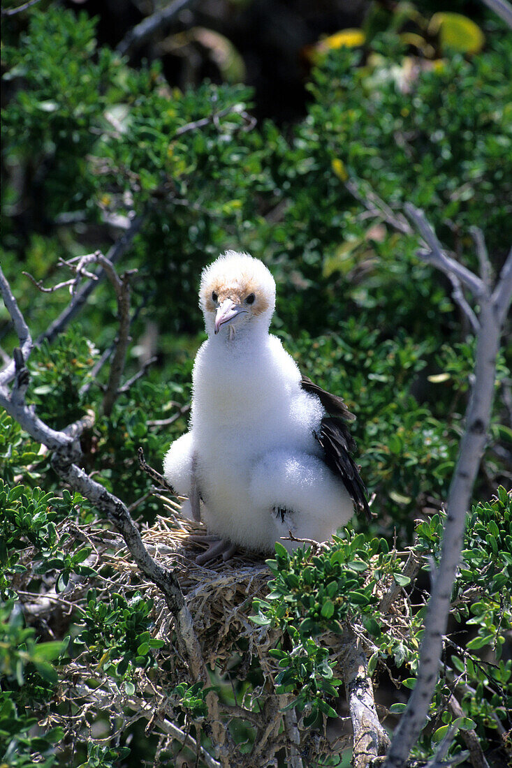 Inselnationalpark North Keeling Island, junger Rotfusstölpel