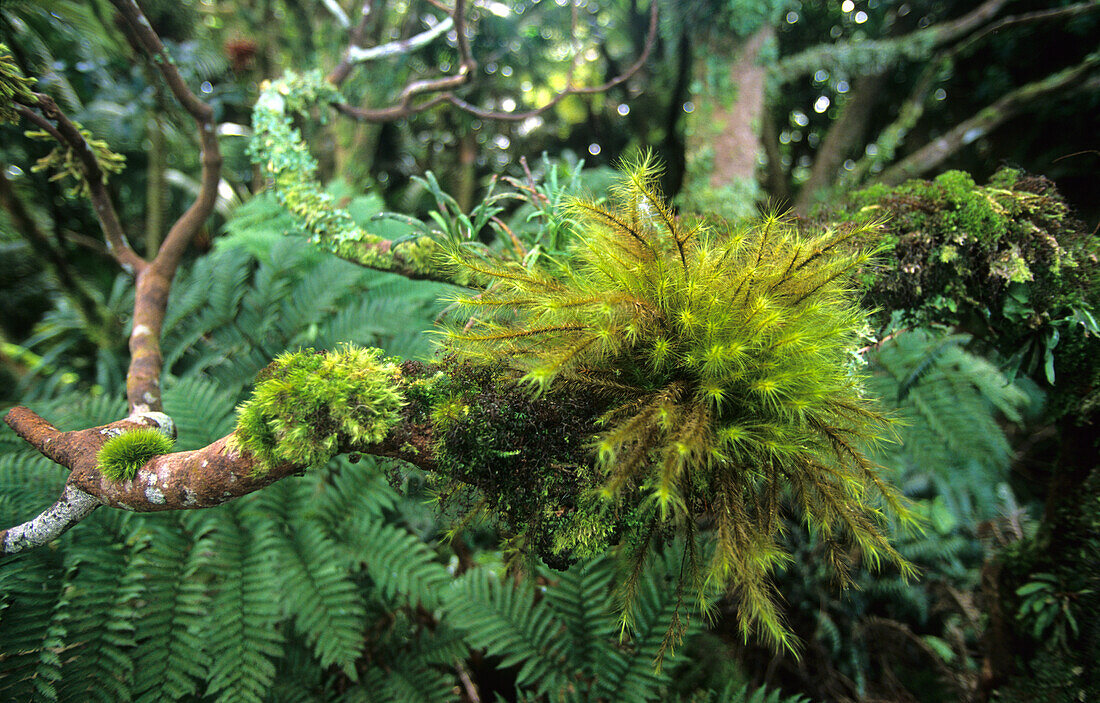 Lord Howe Island, Dwarfed rainforest on top of Mt. Gower