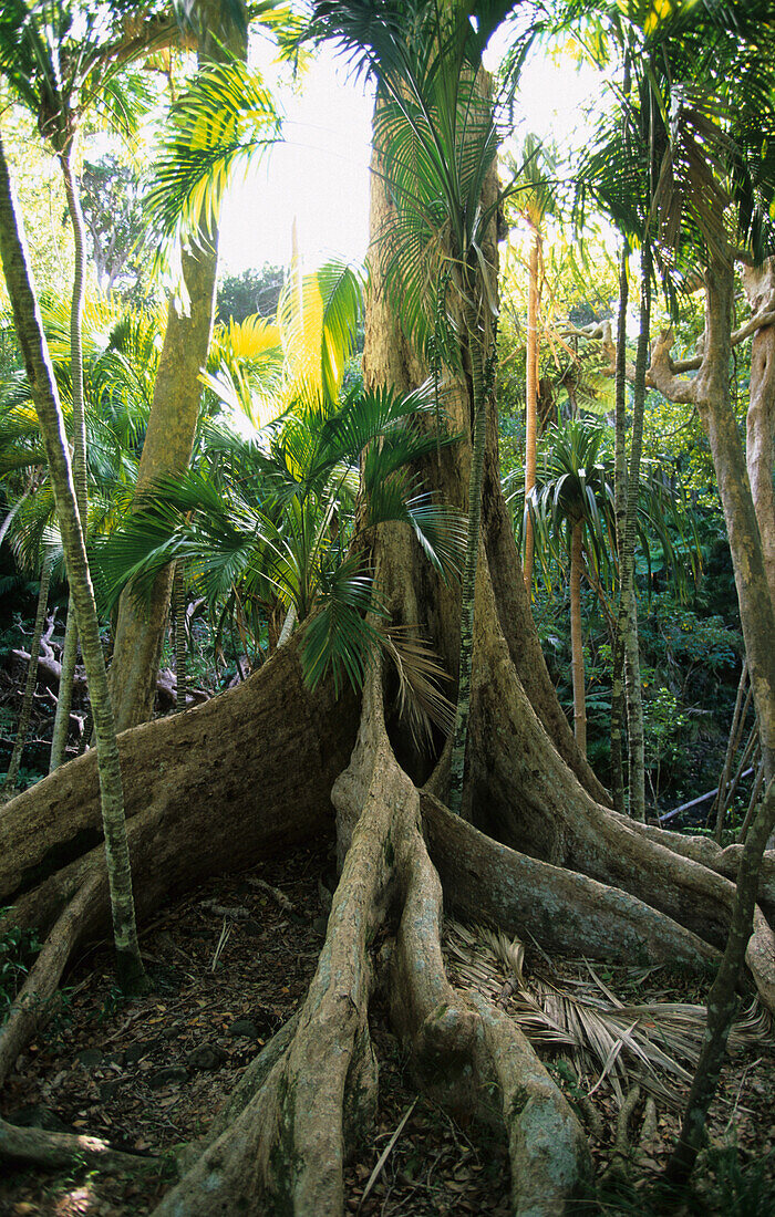 Lord Howe Island, Rainforest at the base of Mt. Lidgbird