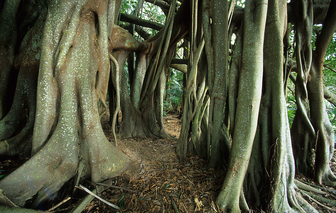 Giant Banyan tree in the Valley of the Shadows