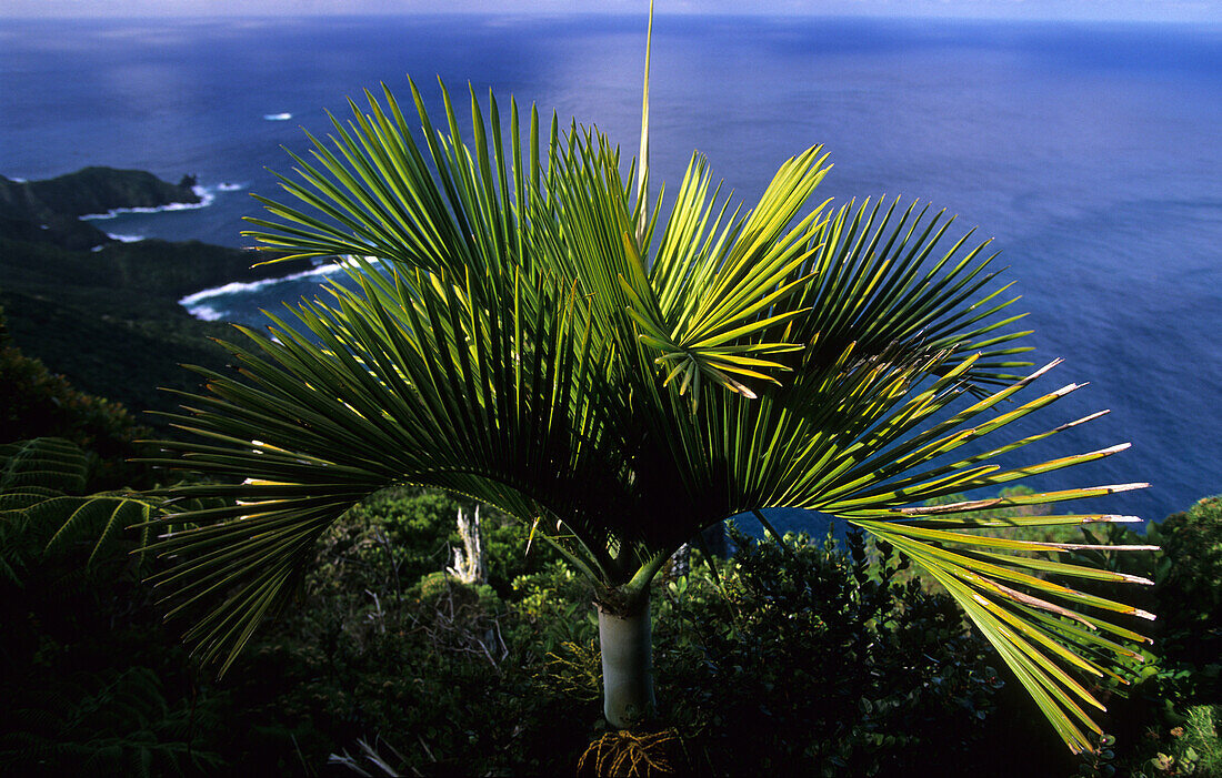 Dwarfed rainforest on top of Mt. Gower, Moorei palm