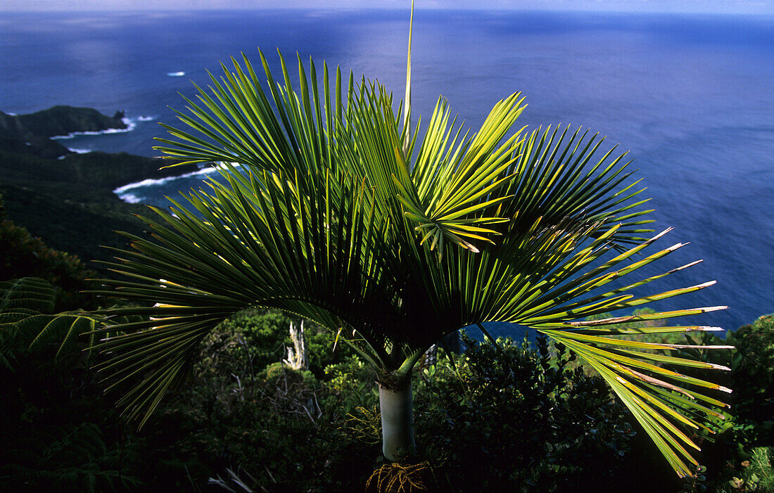 Lord Howe Island, Zwerg-Nebelwald auf dem Gipfelplateau des Mt. Gower, Moorei-Palme