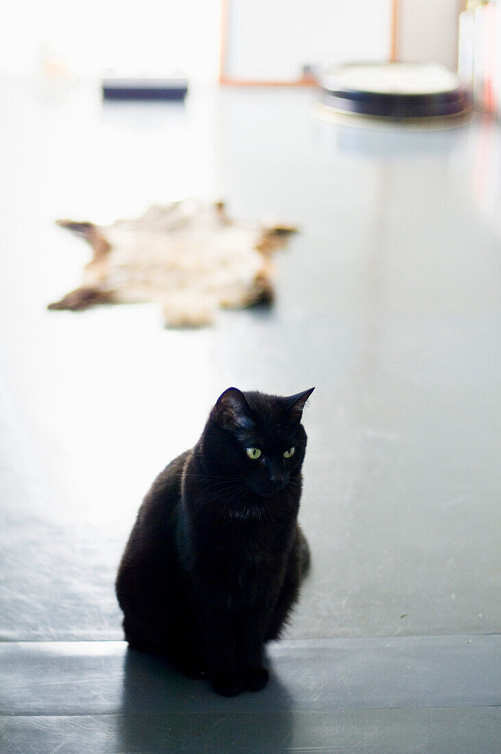 Black cat sitting on floor