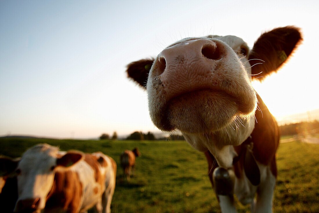 Close-up of a cow, Aufkirch, Bavaria, Germany