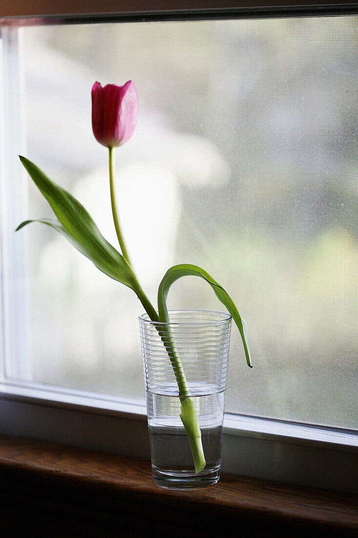 Tulip flower in glass of water on window sill.