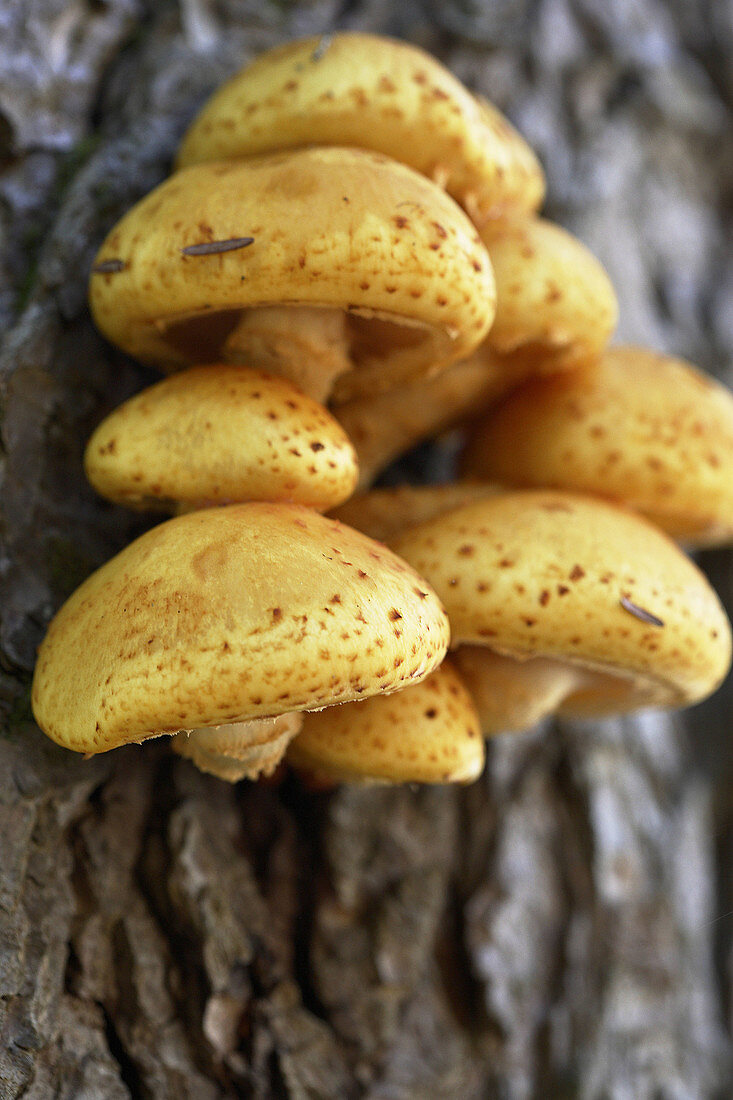 Mushroom growing on tree bark