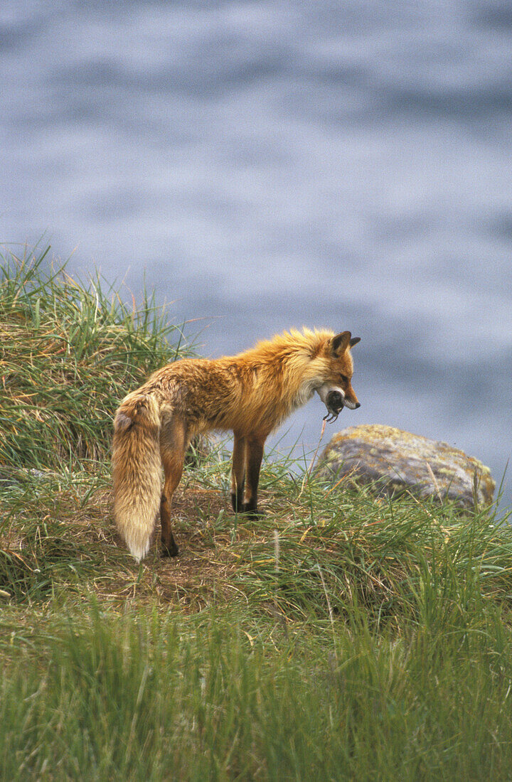 Red Fox (Vulpes fulva) with seabird kill. Round Island, Alaska. USA