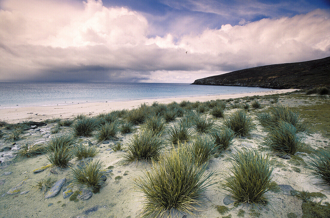 Tussock Grass (Poa flabellata). Falkland Islands