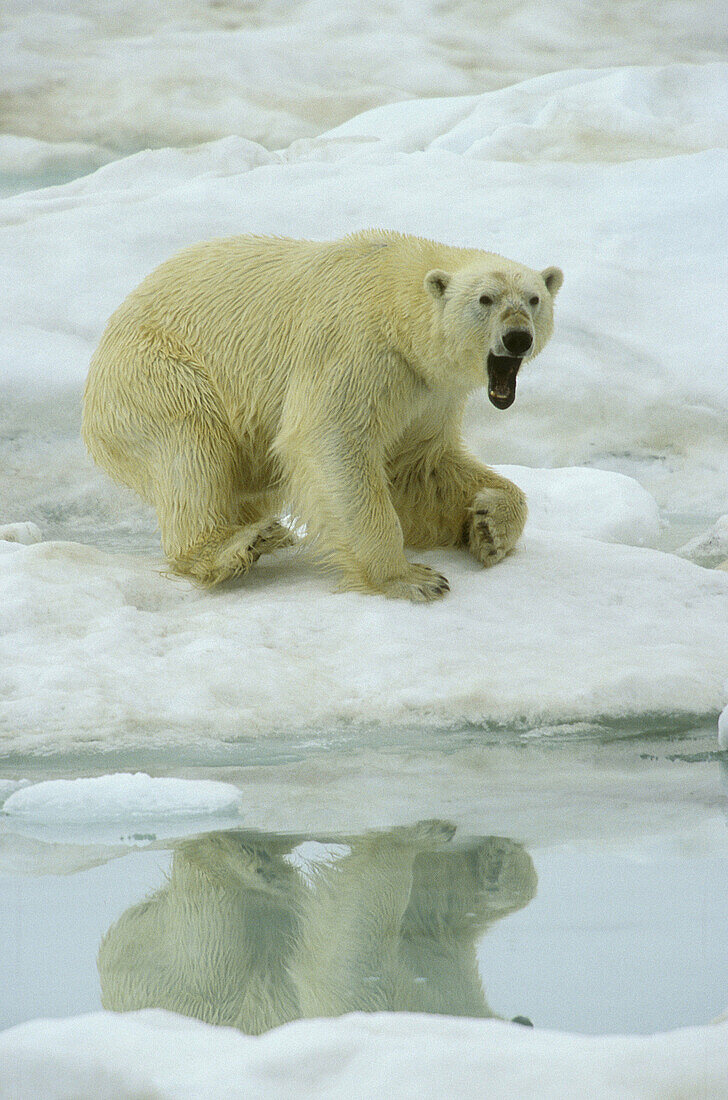 Polar Bear (Ursus maritimus) Svalbard / Spitsbergen. Norway. Arctic pack ice