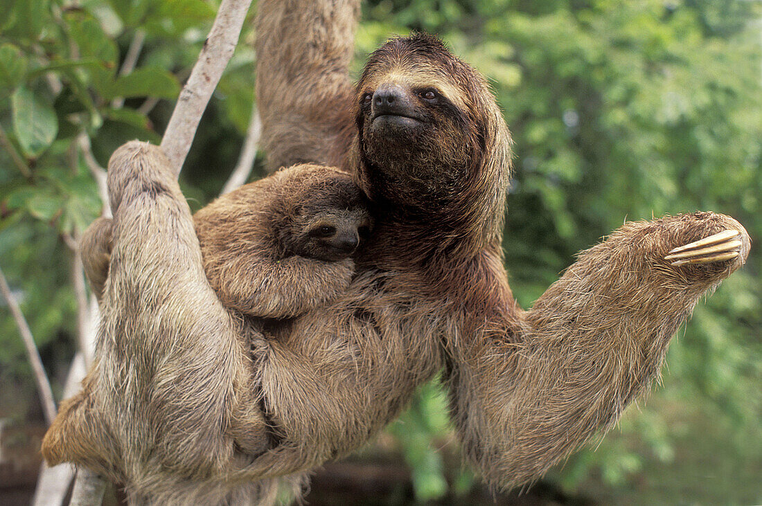 Three-toed Sloth and baby (Bradypus variegatus). Corcovado National Park. Costa Rica