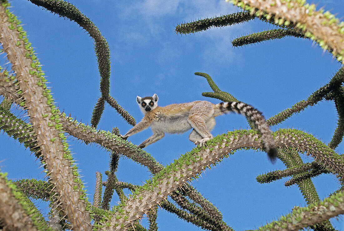 Ring-tailed Lemur (Catta catta) climbing on thorny Didiereaceae, Berenty Reserve. Madagascar.