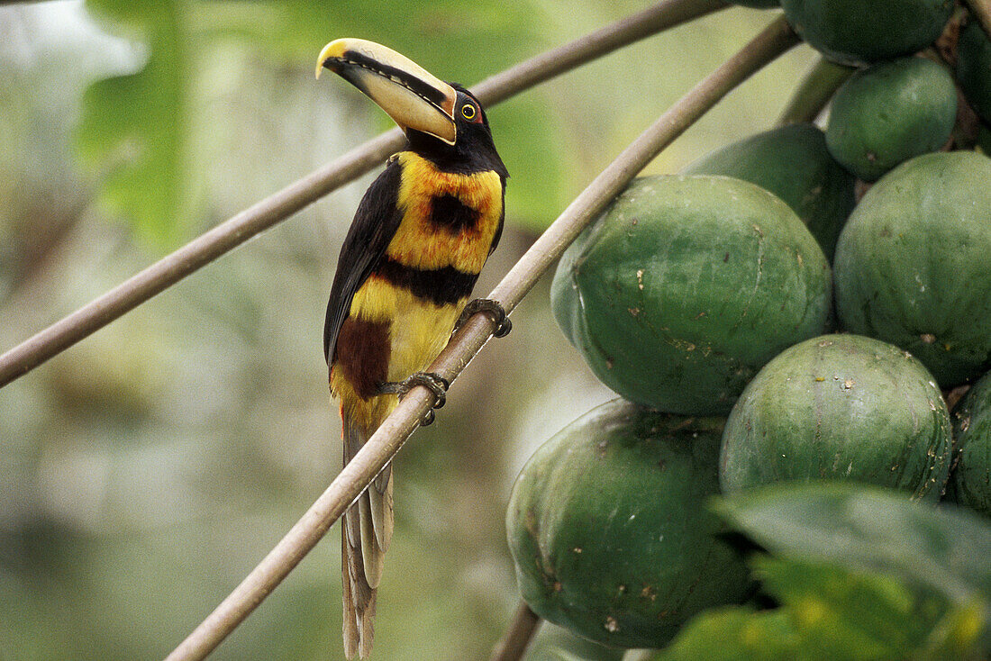 Pale-mandibled Aracari (Toucan) (Pteroglossus erythropygius) 1000 m, western Andes. Ecuador.